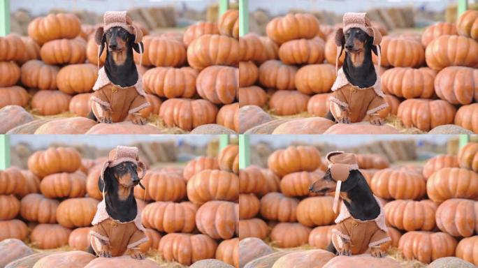 有趣的可爱的腊肠狗，戴着质朴的帽子和羊皮大衣，坐在秋天收获的大橙色南瓜中，环顾农村集市。