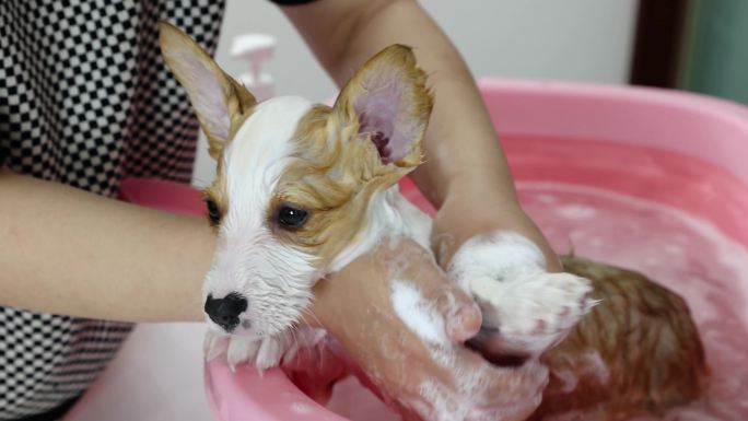 4k主人给宠物柯基犬狗狗洗澡沐浴露泡沫