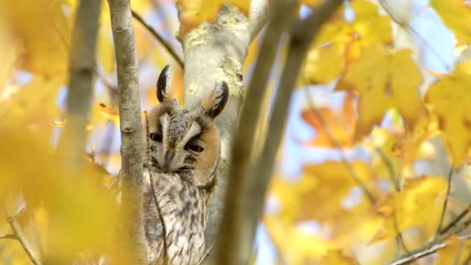 长耳猫头鹰 (Asio otus) 在秋天的日子里坐在一棵黄色叶子的树上