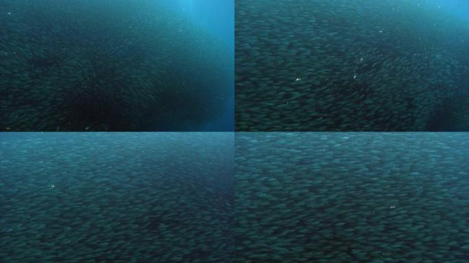 菲律宾水下海洋中的鱼群。