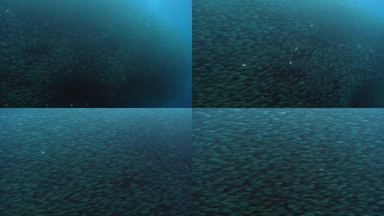 菲律宾水下海洋中的鱼群。