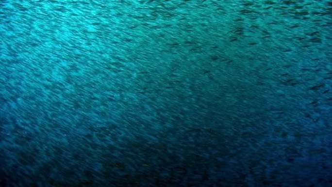 海洋水下的鱼群。