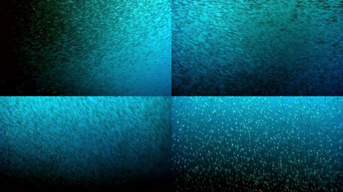 海洋水下的鱼群。