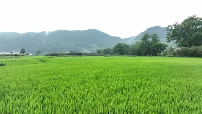 稻田 水稻 远山 乡村