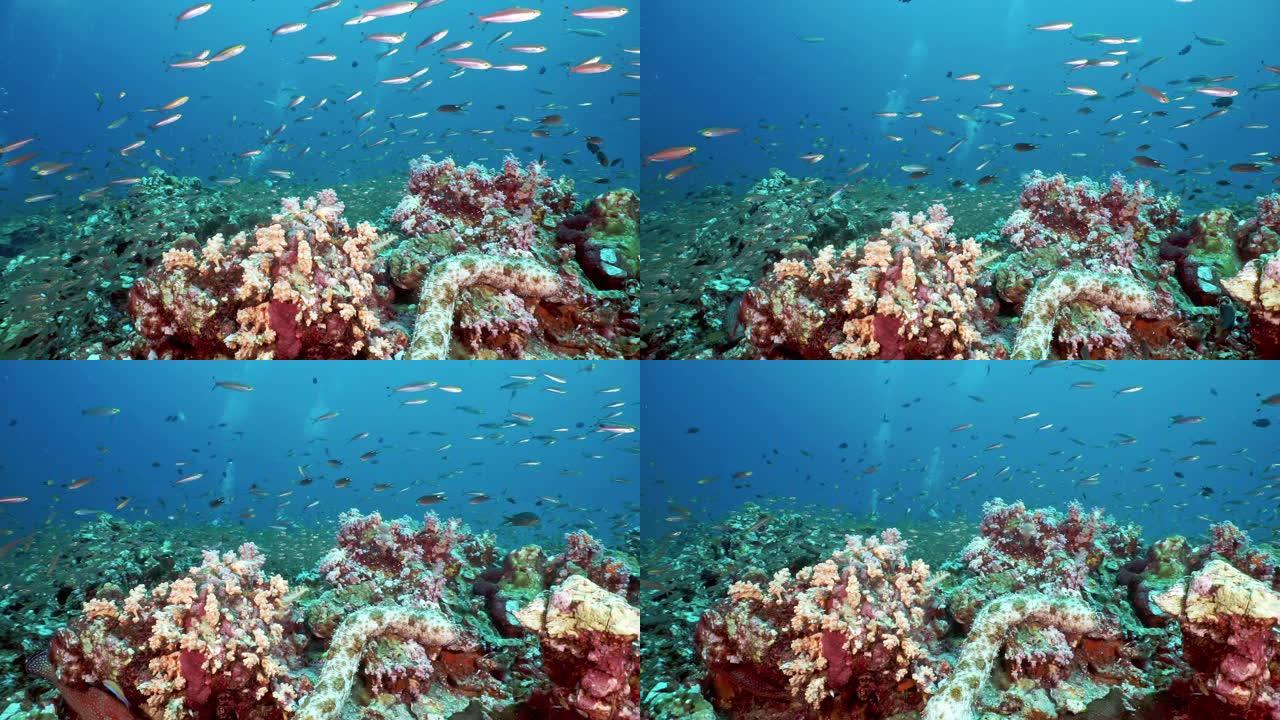 珊瑚礁生态系统惊人的生物多样性循环和碳捕获系统
