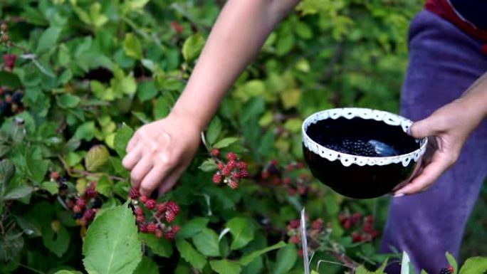 女性的手从一篮子桦树皮的灌木丛中拔出多汁成熟的黑莓
