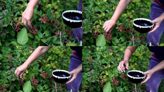 女性的手从一篮子桦树皮的灌木丛中拔出多汁成熟的黑莓