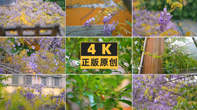 家里花园的池塘植物紫藤花4K