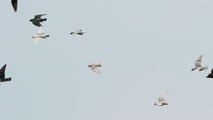 4K一群白鸽横向飞翔 高速信鸽赛鸽和平鸽