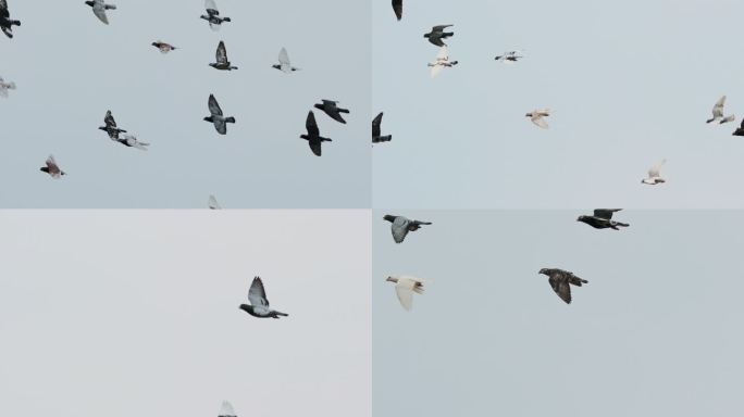 4K一群白鸽横向飞翔 高速信鸽赛鸽和平鸽