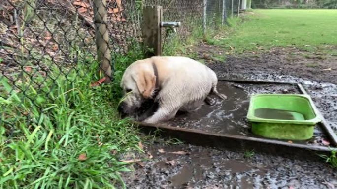 拉布拉多小狗躺在泥泞中喘气