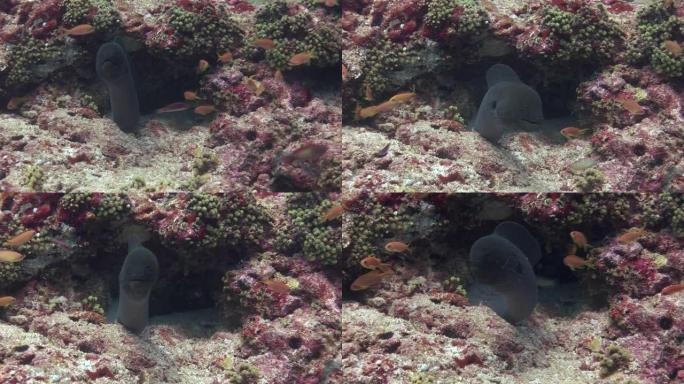 马尔代夫干净清澈的水中沙底背景上的黑色海鳗。