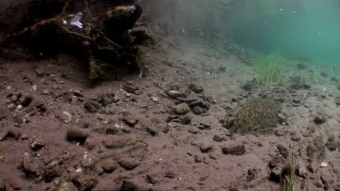 俄罗斯西伯利亚勒拿河水中阳光照射下的水下景观。