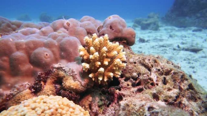 水下珊瑚苗圃生长小珊瑚环境保护项目