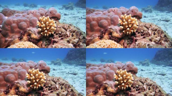 水下珊瑚苗圃生长小珊瑚环境保护项目
