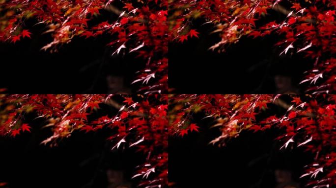日本夜间照明秋叶红叶