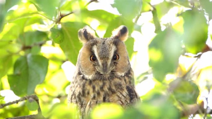 长耳猫头鹰 (Asio otus) 在秋天的日子里高高地坐在一棵绿叶的苹果树中