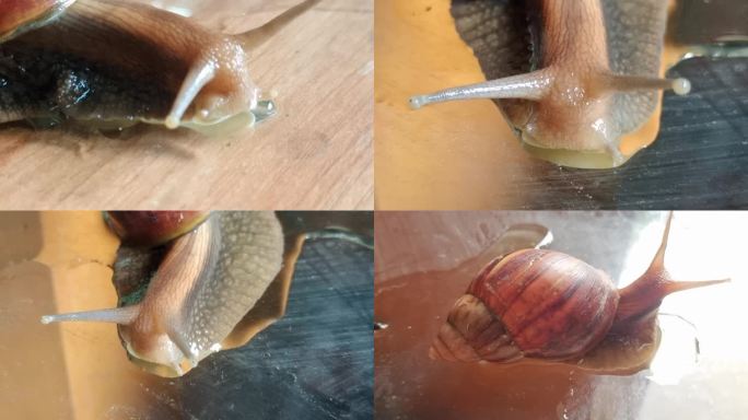 非洲大蜗牛 蜗牛小动物微距拍摄入侵物种