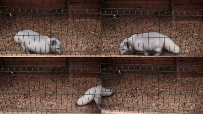 笼子里的北极狐负责动物保护