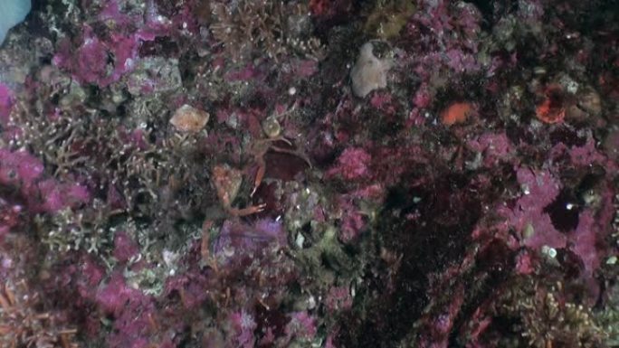 螃蟹被掩盖在阿拉斯加海洋透明的水下海底。