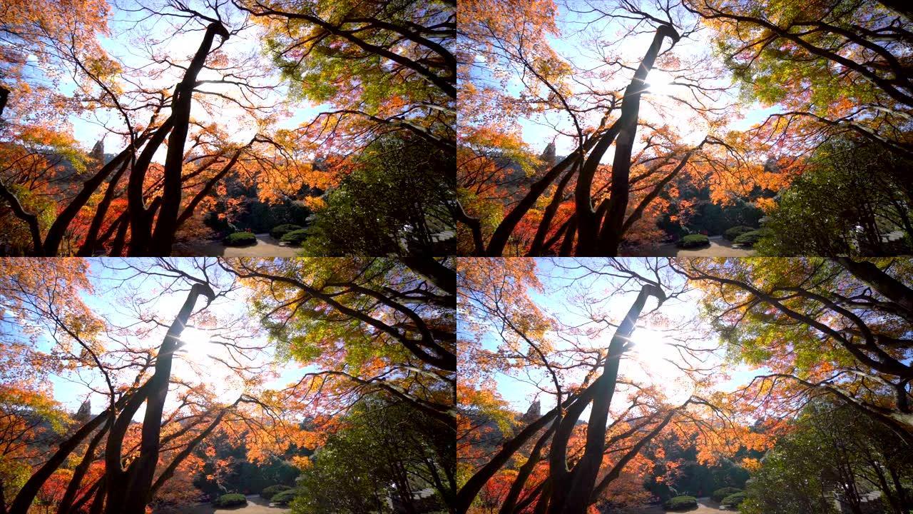 庐山的秋天枫叶