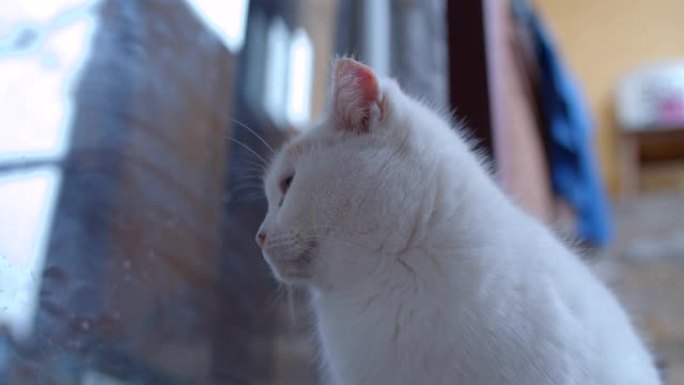白色贵族猫透过老式房屋的窗户望去。