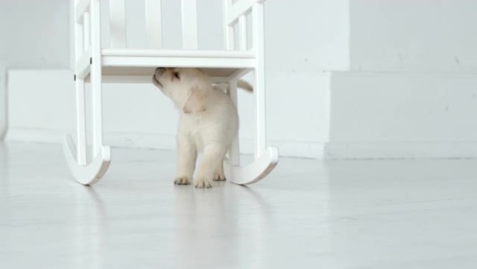 可爱的拉布拉多小狗走在白色地板上的椅子下