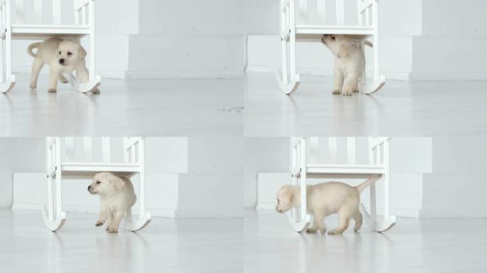 可爱的拉布拉多小狗走在白色地板上的椅子下