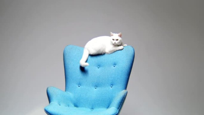 白猫坐在蓝色扶手椅靠背上摇着尾巴