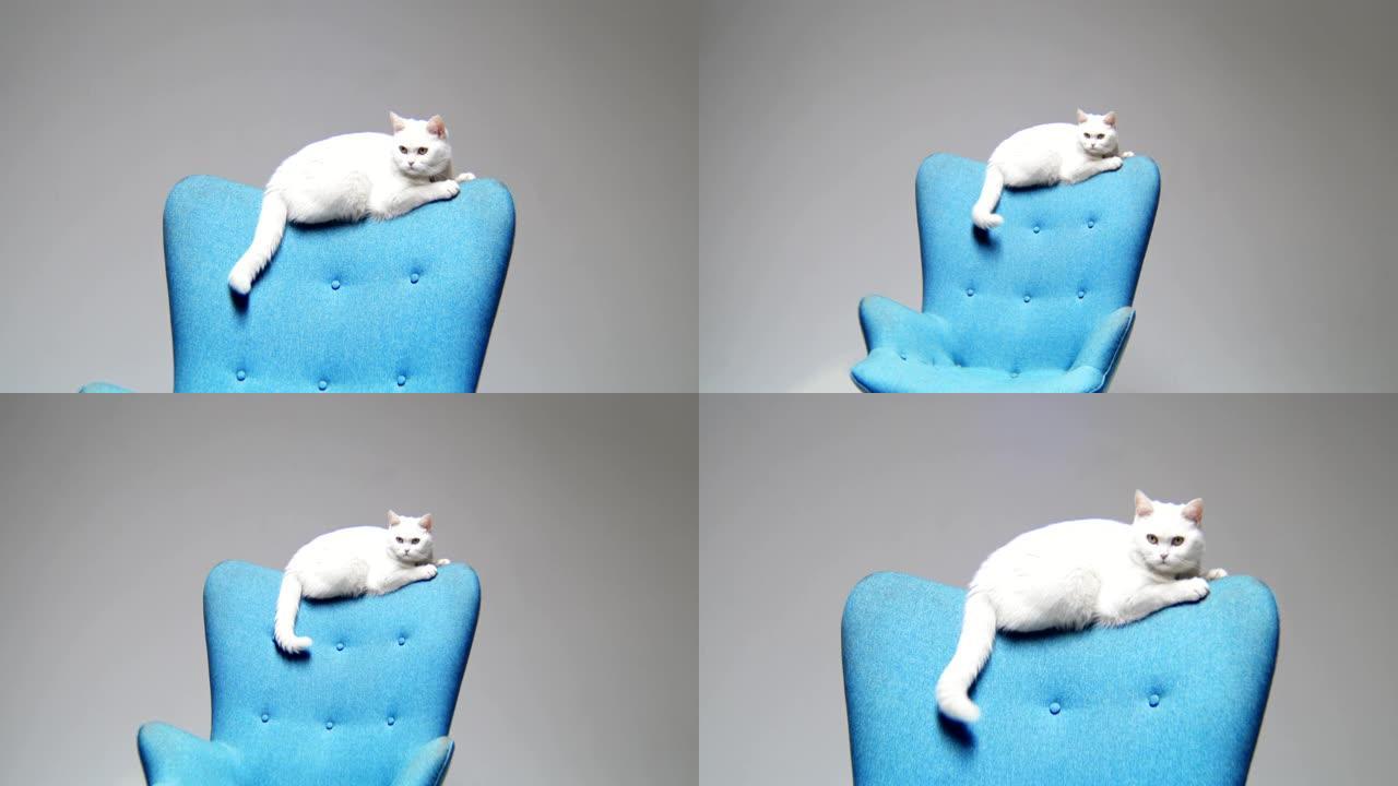 白猫坐在蓝色扶手椅靠背上摇着尾巴