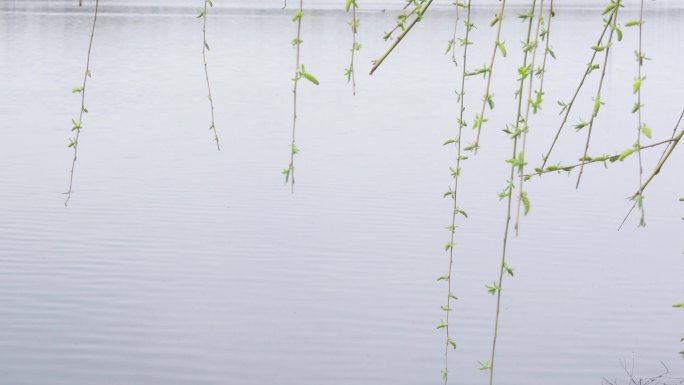 水边的柳树发芽