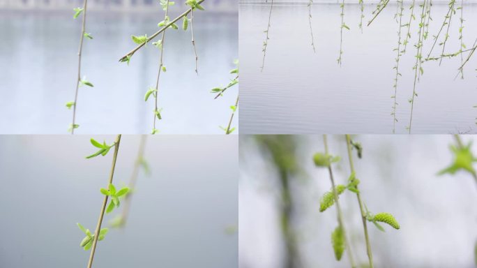 水边的柳树发芽