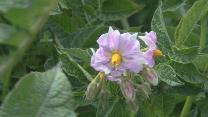 洋芋 试验田 新安村 平安区农作物青海