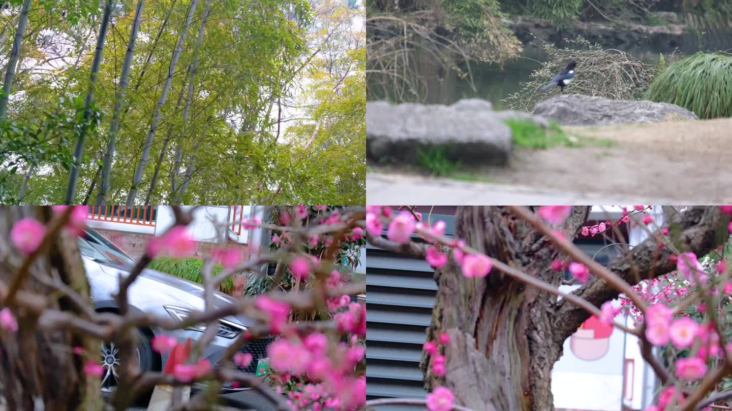 杭州植物园公园春天户外美景风景视频素材