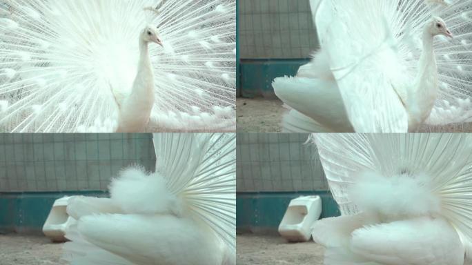 白色孔雀显示尾巴