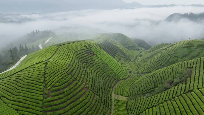 雨后茶山雨雾缭绕4K