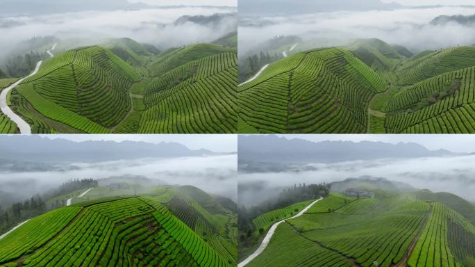 雨后茶山雨雾缭绕4K