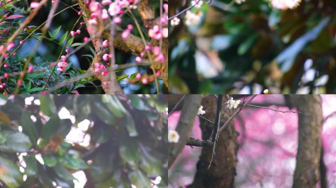 植物园公园梅花花朵开花春天风景视频素材4