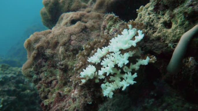 珊瑚漂白对水下珊瑚礁气候变化的影响
