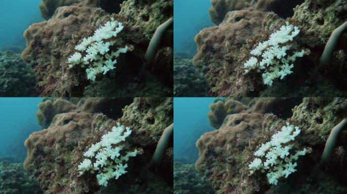 珊瑚漂白对水下珊瑚礁气候变化的影响