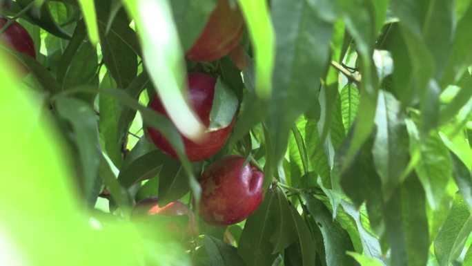 蟠桃 温室大棚 富硒农作物白沈沟 平安区