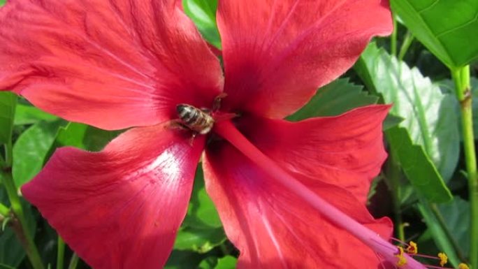 蜜蜂从红花中收集花蜜