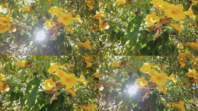 泰国的花序花树特写，花黄色的长者，黄色的铃铛或蓝色的天空上的喇叭形藤本花。