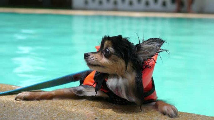 可爱的博美犬穿救生衣在游泳池游泳