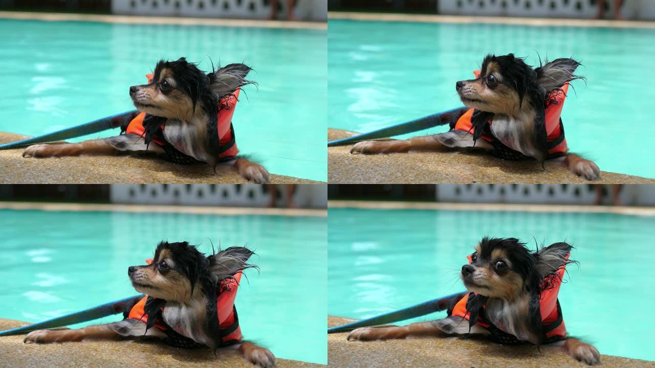可爱的博美犬穿救生衣在游泳池游泳