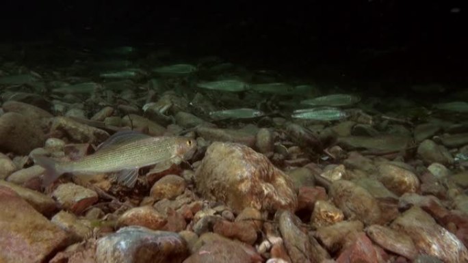 俄罗斯西伯利亚勒拿河水流中的鳟鱼。