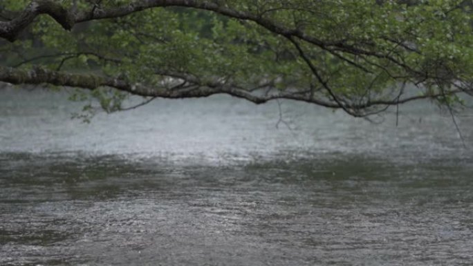 雨天萨拉热窝一个自然公园的湖。树枝掉到湖边。