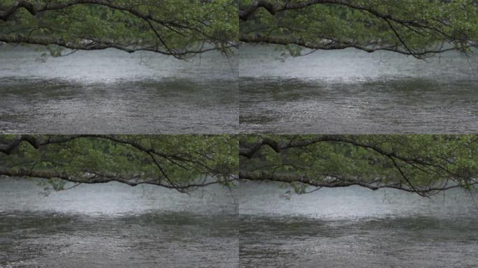 雨天萨拉热窝一个自然公园的湖。树枝掉到湖边。