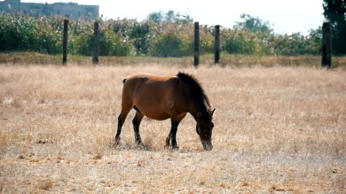 夏季，乌克兰著名的生物保护区Askania-Nova的无水平牛头草草原上的蒙古马吃稻草的令人印象深刻