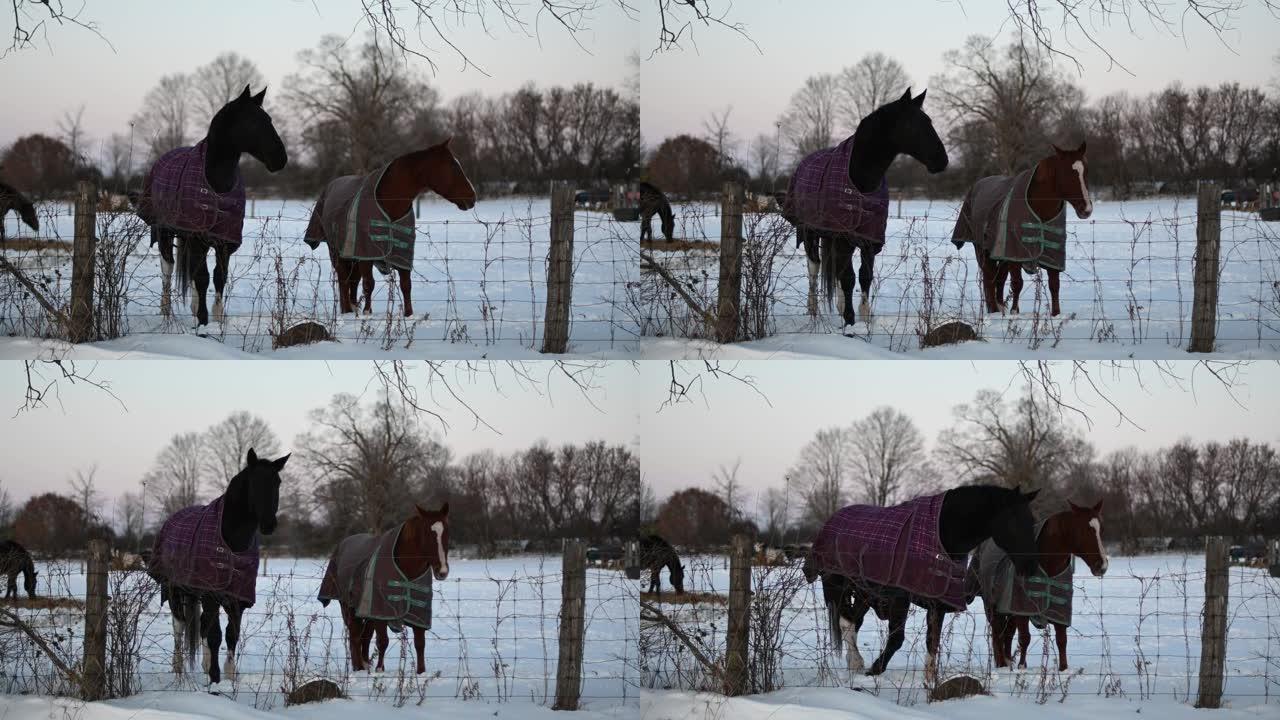 两匹马在雪地里玩耍好奇
